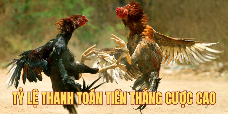 Tỷ lệ thanh toán tiền thắng cược đá gà cao