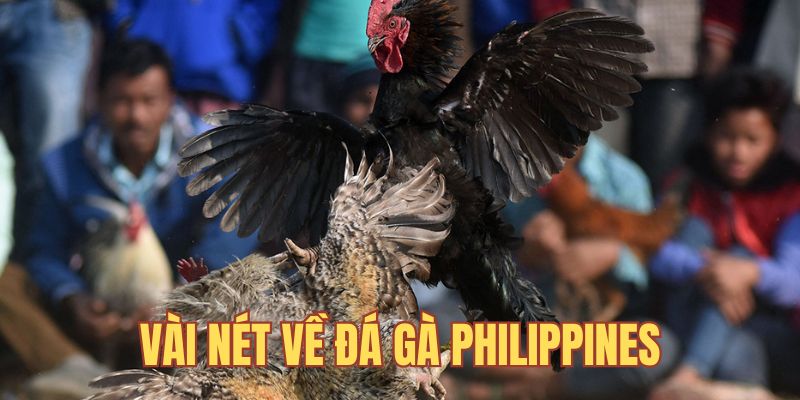  Vài nét về đá gà Philippines 